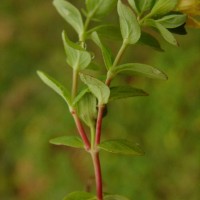 Hypericum humifusum L.